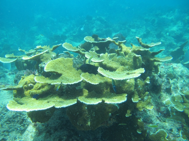  mergulhador em tulum 