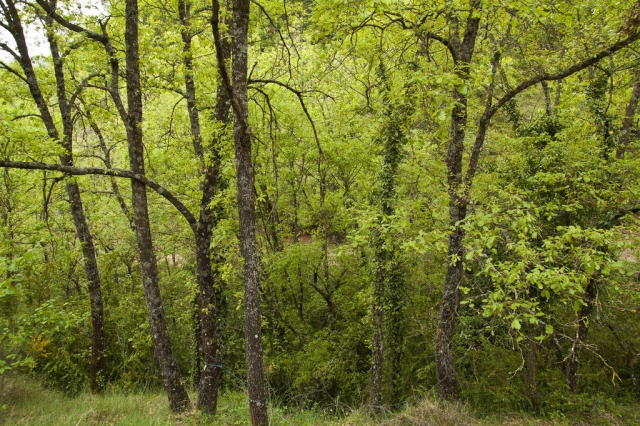  Forêt de Tapalpa 