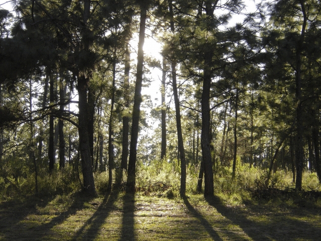 Activities in the Tapalpa forest 