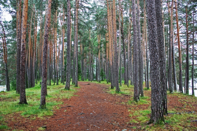 In the Tapalpa forest 