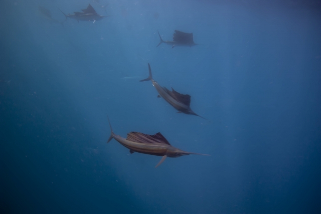  Snorkel assistindo a Vela Fish 