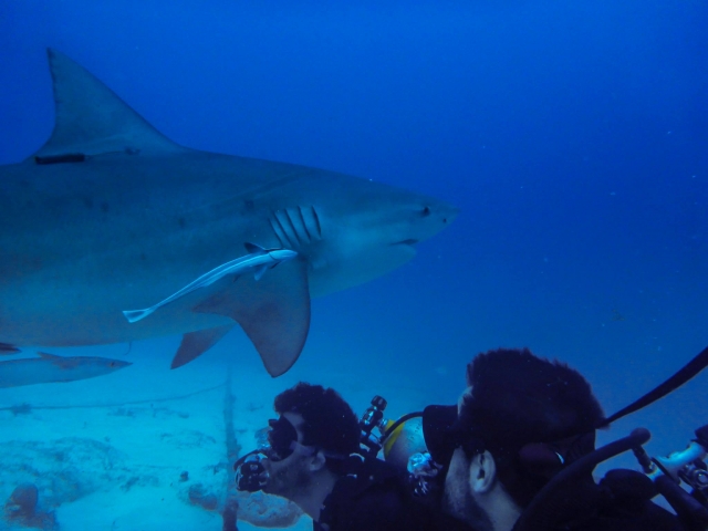 Mergulhando com Tiburón Toro 