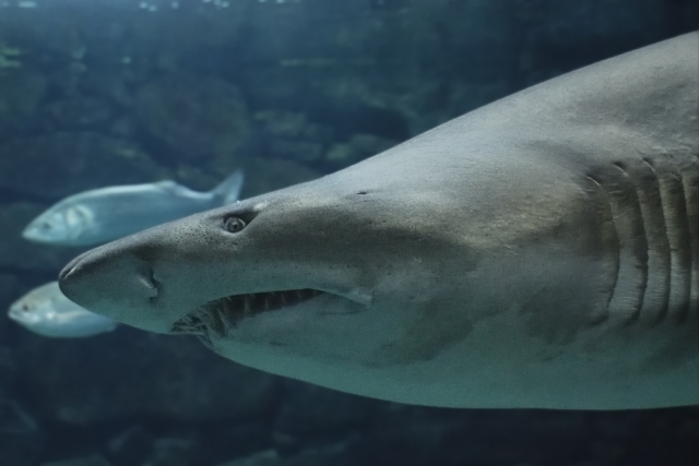  Ver Tiburón Toro 