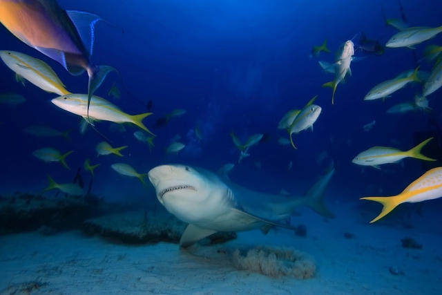  Vista Tiburón Toro com peixe 
