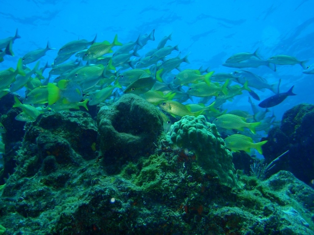 Conociendo los animales marinos a traves del buceo