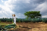 Tour de tequila em Amatitán com guia bilíngue