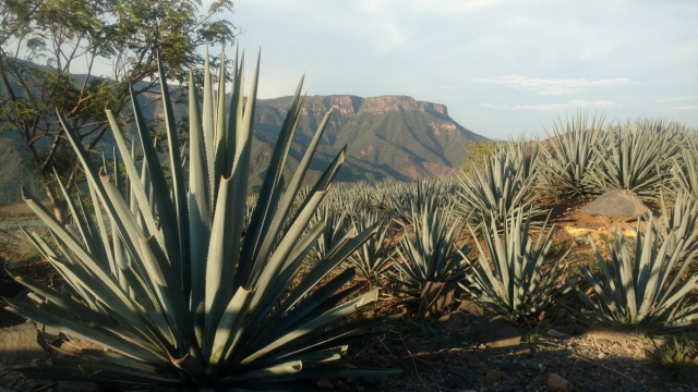 Visita de cerca los cultivos de agave