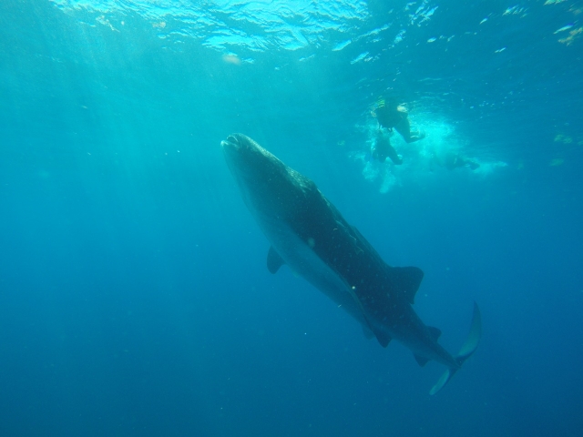  observer les requins baleines 