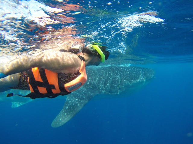  plonger avec le requin baleine à Cancun 