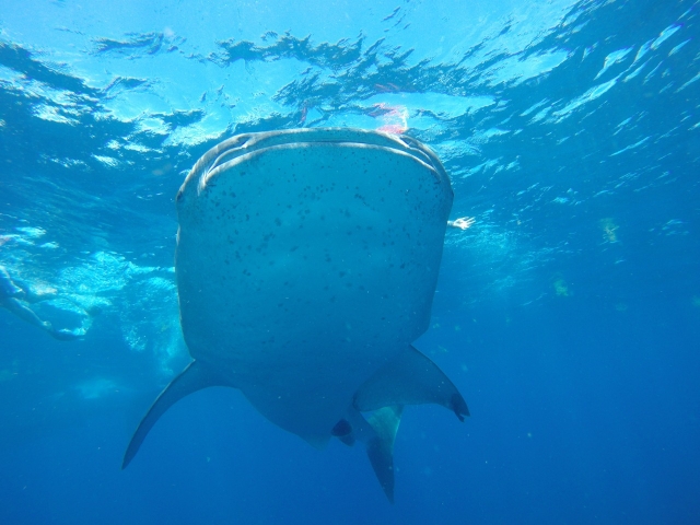  Requin baleine de Playa del Carmen 