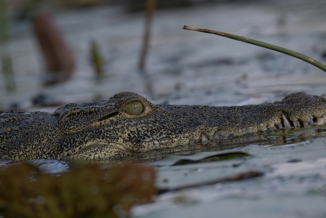  Crocodilo em Cancun 