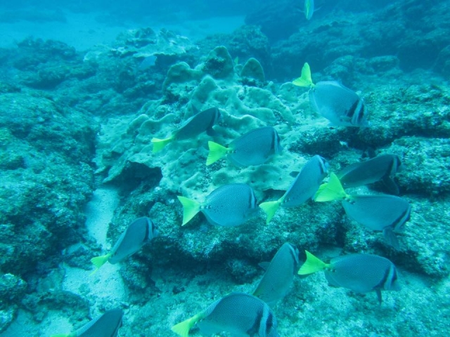  Pesci colorati a Yelapa 