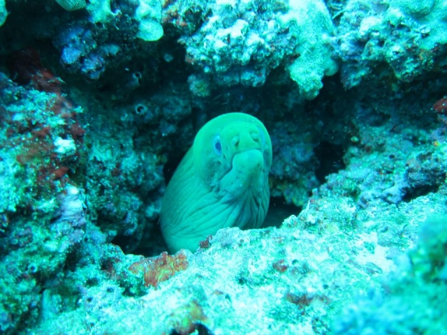  Godersi le profondità di Yelapa 