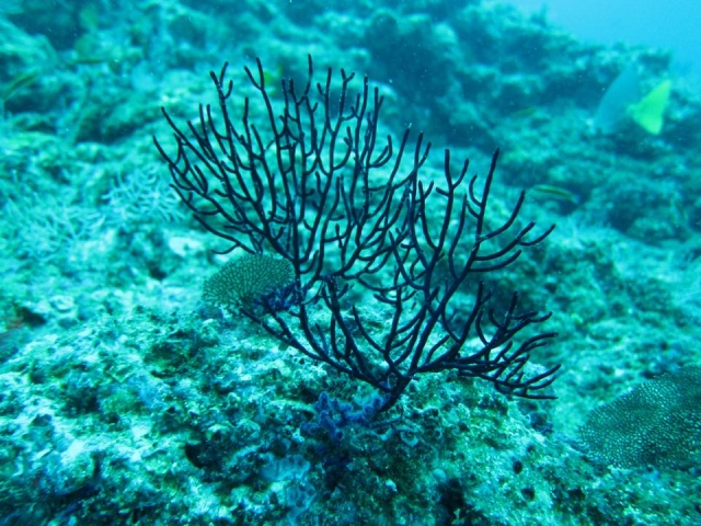  Specie marine a Yelapa 