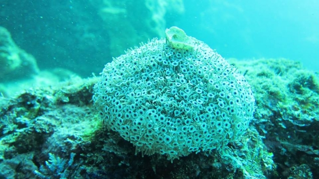  Éponge de mer
