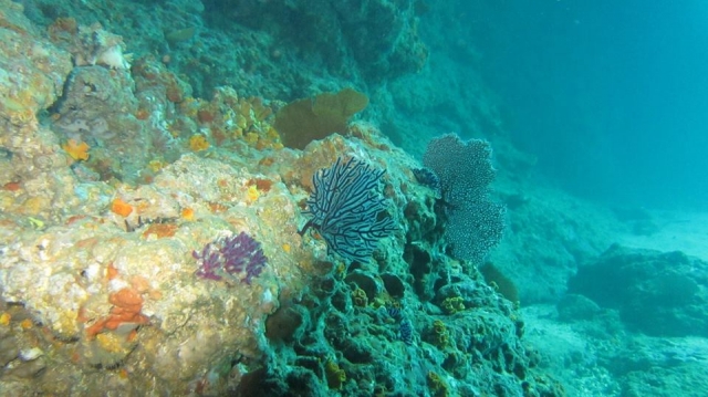  Vie marine près de Puerto Vallarta 