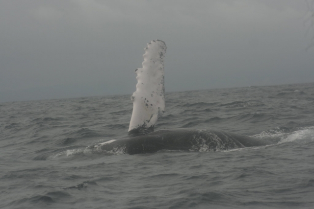  Observation des baleines dans la baie de Banderas 