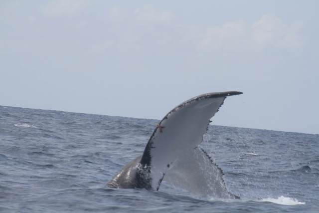  baleias jubarte em Punta de Mita 