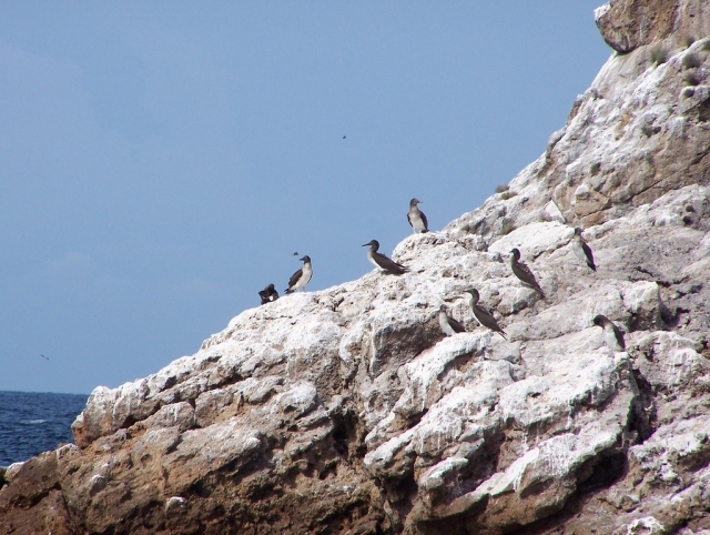  Oiseaux dans les îles Marietas 