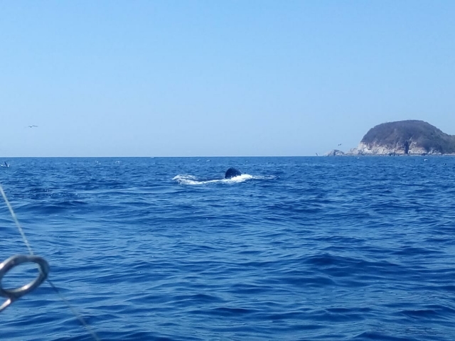  Espécies Marinhas em Oaxaca 