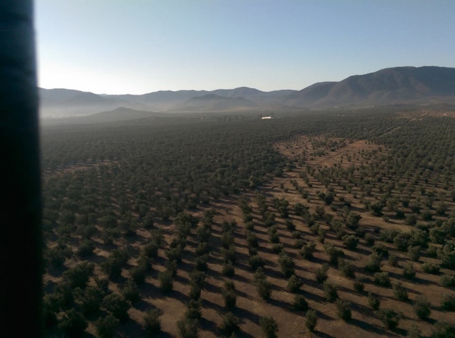  vigneti in Bassa California 