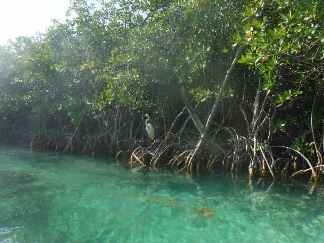 Mangrove in lagoon 