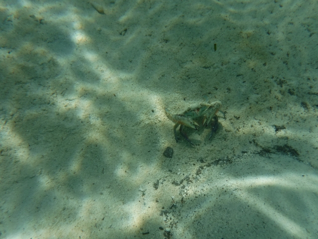  Fauna in Nichupté lagoon 