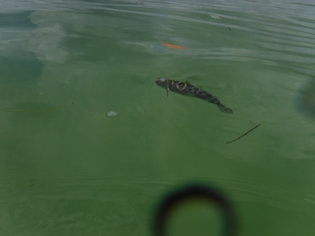  Discovering Nichupté lagoon 