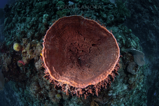  海绵多样性