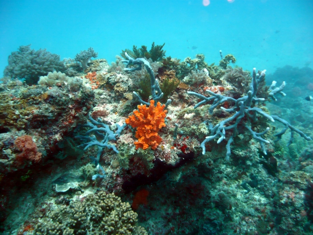  Récifs de la Riviera Maya