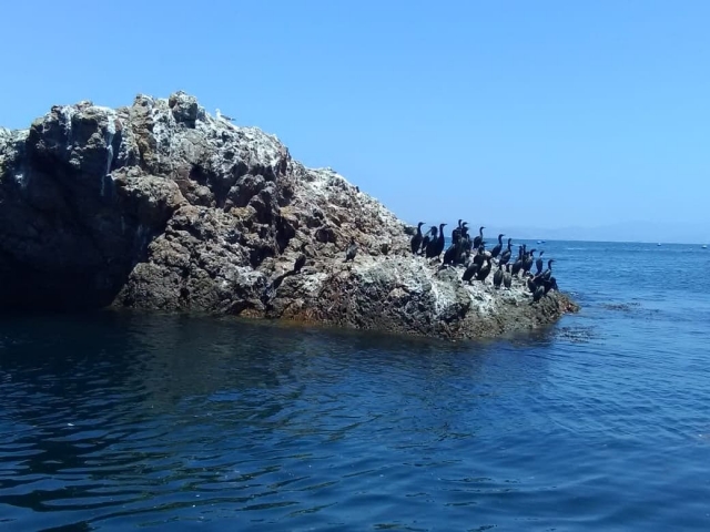 Especies de aves en la bahía