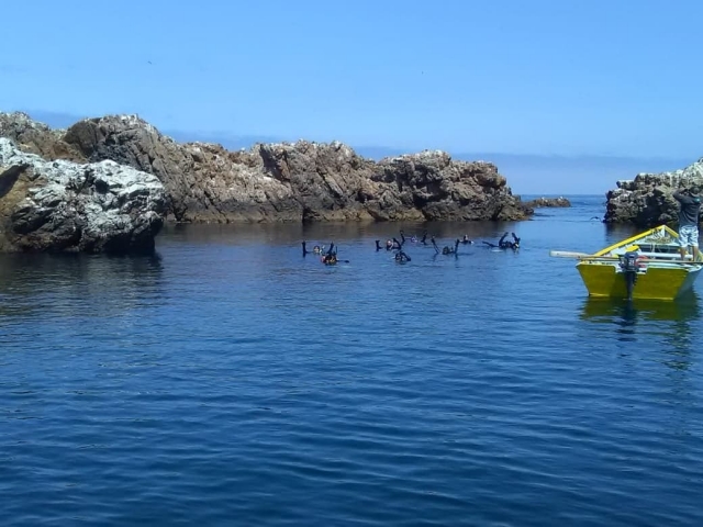  海湾里的海鸟 