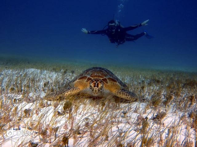  Visite des tortues dans les récifs