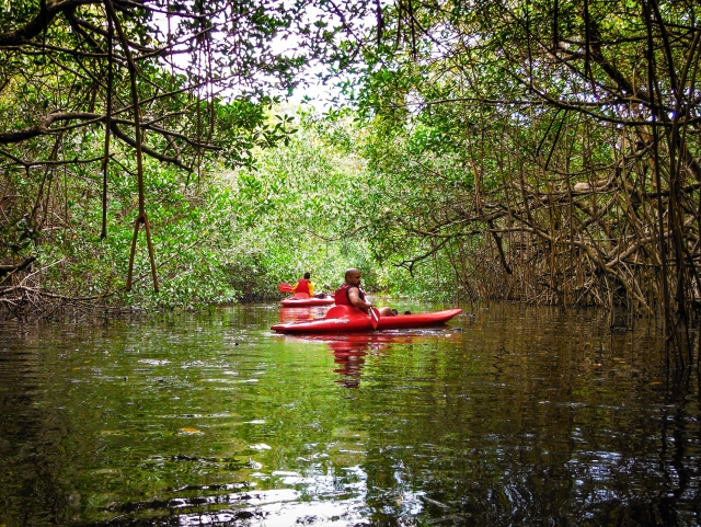 Kayak à travers la mangrove 