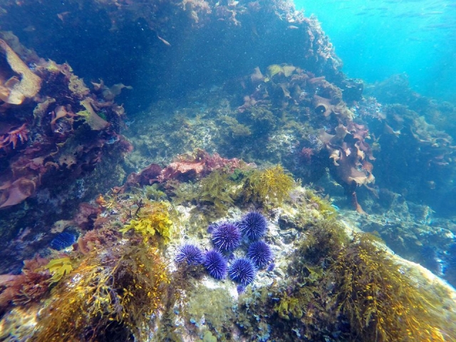海洋生物 
