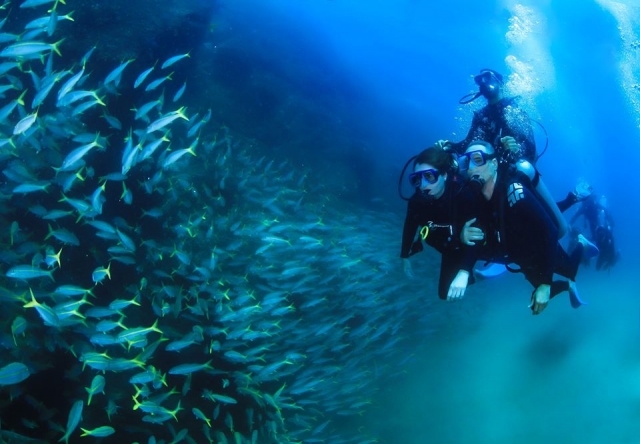  Diving in cabo 