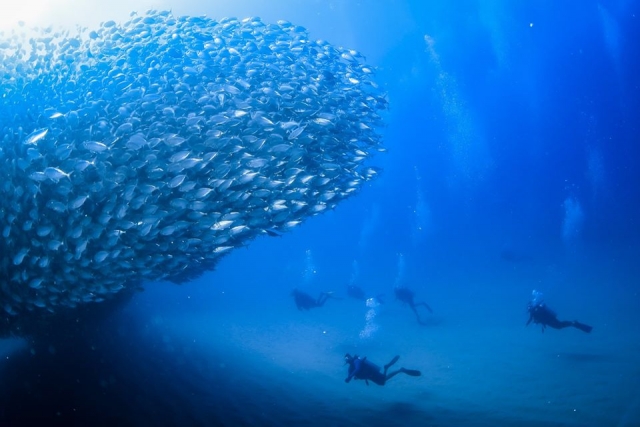  Diving among fish 