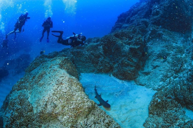  Scuba dives in Cabo San Lucas 