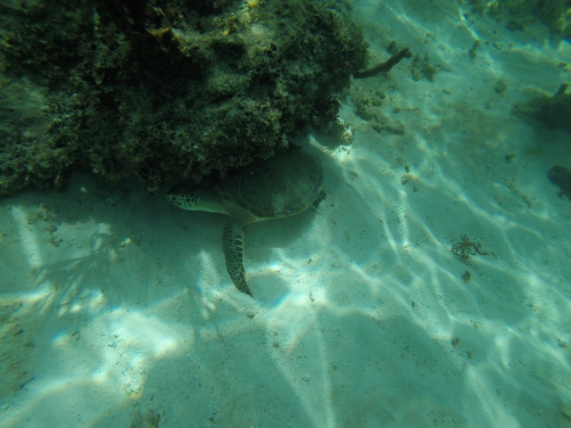  Discover the turtles in the reefs 