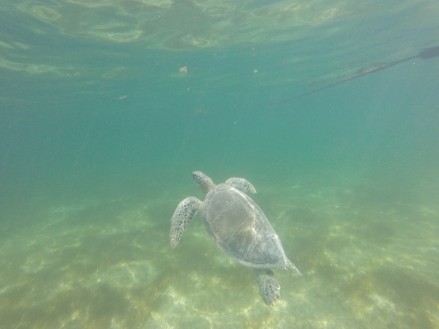  Sea turtles in the Riviera Maya 