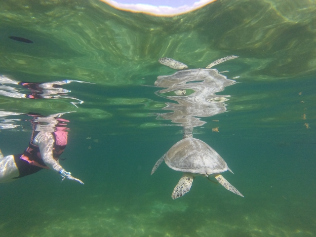 Come live a unique experience with sea turtles 