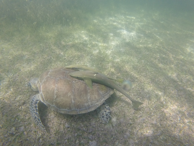  Snorkel to observe sea turtles 