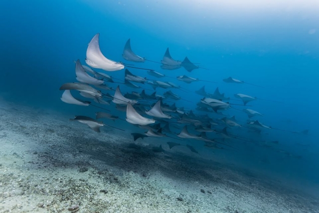  You will be able to observe a marine world full of surprises 