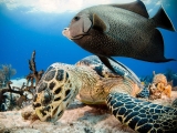 Mergulho com 8 mergulhos em Cozumel por 4 dias