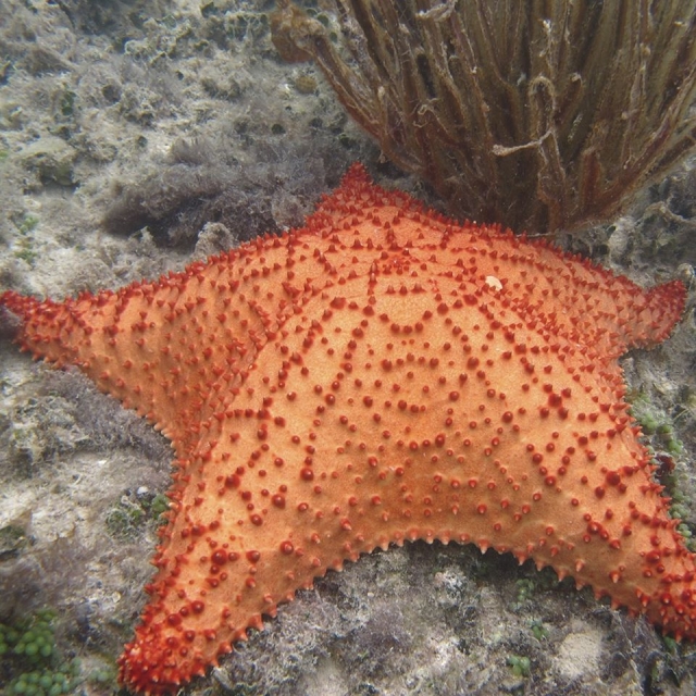  Stelle marine 