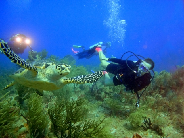  Marine Life sob o mar de Paamul 
