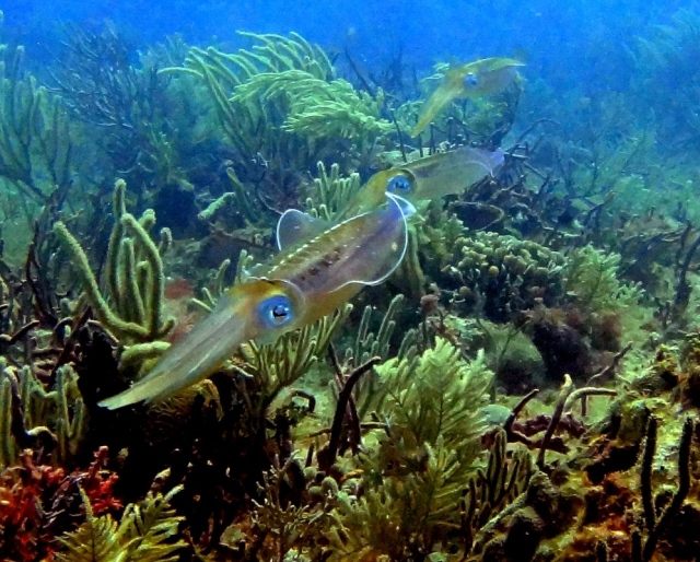  Descubra a fauna do mar do Caribe 