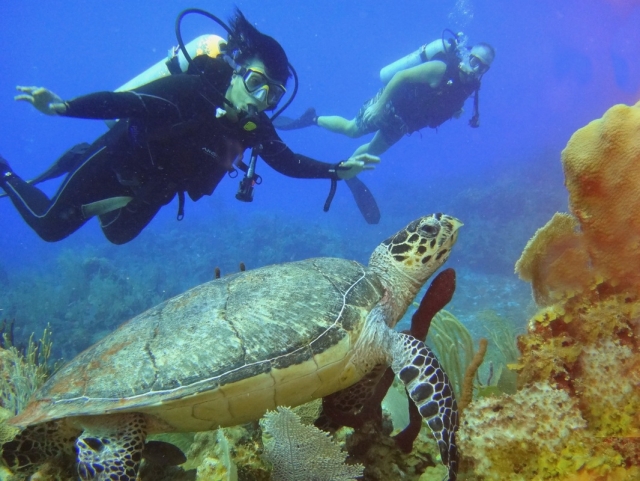  La vie marine dans le récif de Paamul 