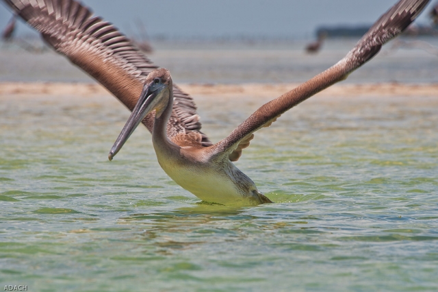 Las aves más lindas