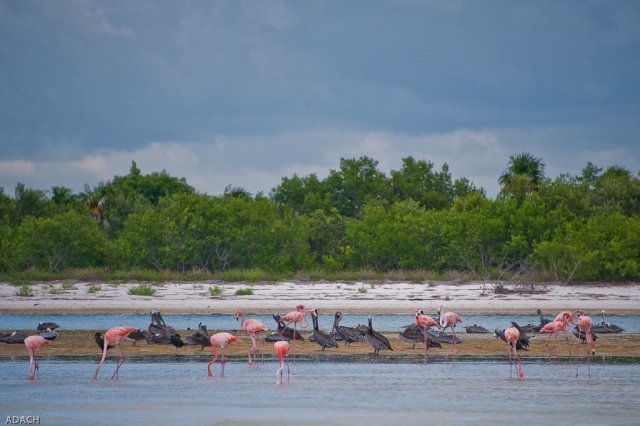 Aves en la isla